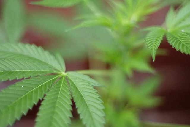 Everything you need to know about cannabis legalization in Canada | The Star